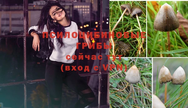 сатива Алзамай